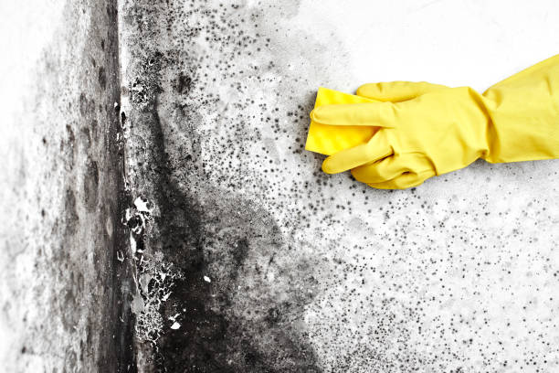 Best Commercial Mold Removal  in Welcome, NC