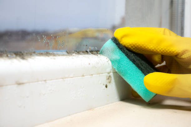 Best Home Mold Removal  in Welcome, NC